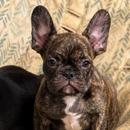 Chunka - Brindle male French Bulldog puppy in Saucier, Mississippi from Mississippi Sound Frenchies