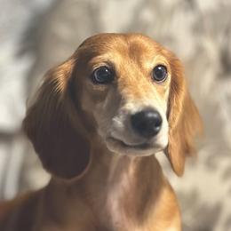 Sophie - Dachshund