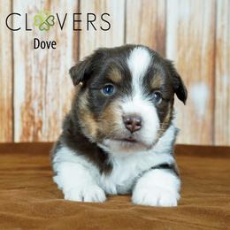 Dove - Red tri-color female Miniature American Shepherd puppy in Carlisle, Pennsylvania from 4 Clovers Kennel