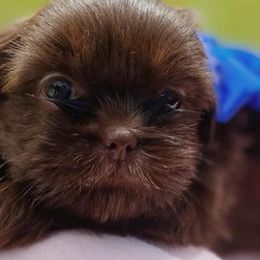 Shih Tzus from Creole Shih Tzu Lafayette