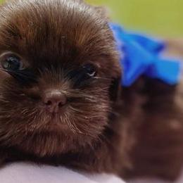 Shih Tzus from Creole Shih Tzu Lafayette