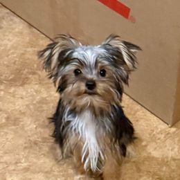 BGB ORANGE TOY BOY - Black and gold male Yorkshire Terrier puppy in Blythe, California from California AKC Maltese & Yorkies