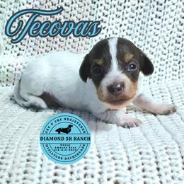 TECOVAS - Blue and tan male Dachshund puppy in Columbia, Louisiana from Diamond 5R Ranch AKC & CKC Miniature Dachshunds