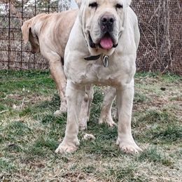 Cane Corso puppies from Better Than You Cane Corso’s