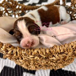 Oma - Liver white and roan female English Springer Spaniel puppy in Swainsboro, Georgia from Sweet Georgia Springers