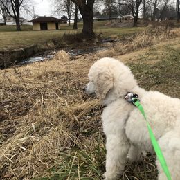 Poodle Puppies from D and D Standard Poodles