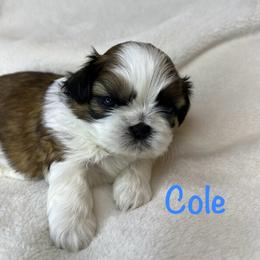 Cole - Red and white male Shih Tzu puppy in Vernon, New Jersey from Calta’s Cute Shih Tzu
