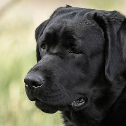 Pepsi - Labrador Retriever