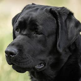 Pepsi - Labrador Retriever