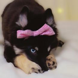 Mikayla - Black and white female Pomsky puppy in Orlando, Florida from Way too cute Pomskies