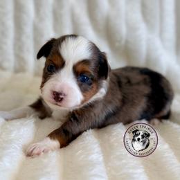 Cooper - Blue merle male Toy Australian Shepherd puppy in East Berlin, Pennsylvania from Dusty Spring Australian Shepherds, LLC