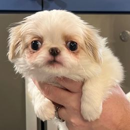 Girl 2 - Lemon and white female Japanese Chin puppy in Little Rock, Arkansas from Montra Japanese Chin & Cavalier King Charles Spaniels