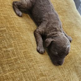 Stitch - Red male Cavapoo puppy in Copperas Cove, Texas from Grapeshot Poodles & Doodles LLC