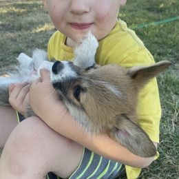 Pembroke Welsh Corgi Puppies from Indian Valley Corgies