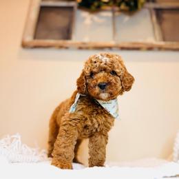 Grove - Petite Size - Red  male Goldendoodle puppy in Elizabethtown, Kentucky from Reddy Poodles & Doodles