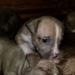 American Pit Bull Terrier Puppies from Kaotic APBTs