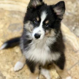 Bernie - Tri-color male Pomsky puppy in Magnolia, Texas from Solace Shelties and Pomskies