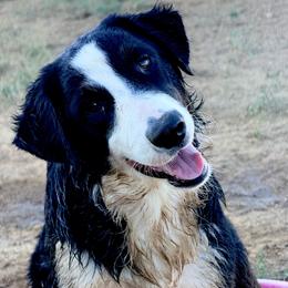 Flint - Black tri-color male Australian Shepherd puppy in Mineral Wells, Texas from A6 Australian Shepards