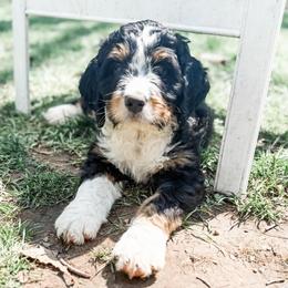 Dodger - Tri-color male Bernedoodle puppy in Marne, Michigan from MI Doodles