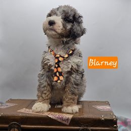 Blarney - Blue merle Bernedoodle puppy in Neillsville, Wisconsin from Granton Creek