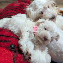 AKC lite pink ribbon - Wheaten female Miniature Schnauzer puppy in Greencastle, Indiana from Tiny Tushy Lodge