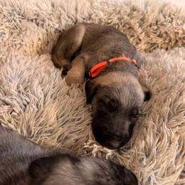 Chance - Wheaten and brindle male Irish Wolfhound puppy in Uintah County, Utah from Bingo's Wolfhounds, Lollipop Pomskies