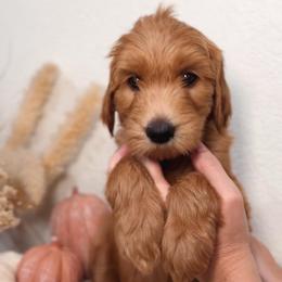 Juniper - Red  female Goldendoodle puppy in Auburn, California from Golden Acre Doodles