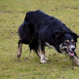 Border Collies from Sea Glass Border Collies