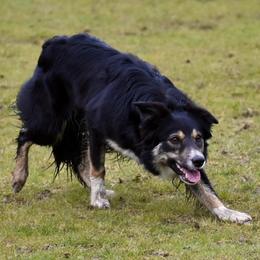 Border Collies from Sea Glass Border Collies