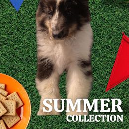 Split Face- Lorenzo - Blue merle white and tan male Shetland Sheepdog puppy in New York, New York from GrapeView Shetland Sheepdogs