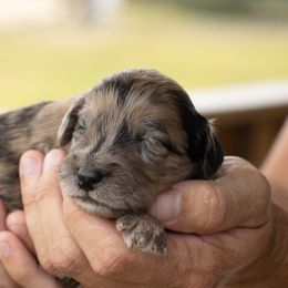 Boy 3 - Merle male Whoodle puppy in Youngstown, Florida from Wonderland’s Boujie Kennels