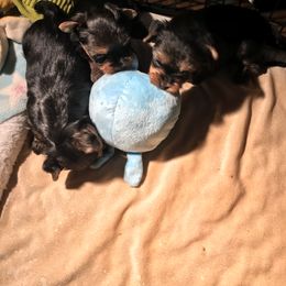 "6 weeks old..💙" Yorkshire Terrier Puppies from Shining Star Yorkies