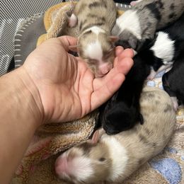 Boy 2 - Red merle male Toy Australian Shepherd puppy in Georgetown, Texas from Minikin Manor