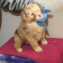 Girl 3 - Red merle female Australian Shepherd puppy in Millville, New Jersey from Creekside Canines