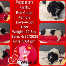 Red Collar Female (Love-A-Lot Bear) - Parti female Poodle puppy in Lillian, Alabama from Moondancers Poodles