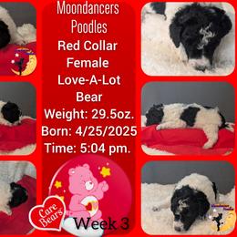 Red Collar Female (Love-A-Lot Bear) - Parti female Poodle puppy in Lillian, Alabama from Moondancers Poodles