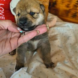 Fm3 - Sesame female Shiba Inu puppy in Maxwell, New Mexico from khshibas-khpugs