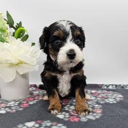 Petunia - Tri-color female Bernedoodle puppy in Granton, Wisconsin from Rose River Farms