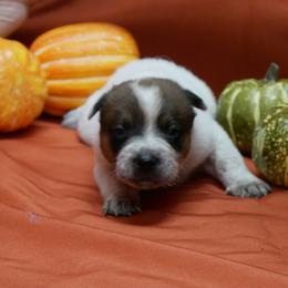Pugsley - Red mottled male Australian Cattle Dog puppy in Buffalo Valley, Tennessee from Buffalo Valley Breeders