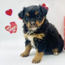Aussiedoodles, Miniature Australian Shepherds, and Poodles from Three Sisters Kennel