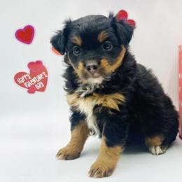 Aussiedoodles, Miniature Australian Shepherds, and Poodles from Three Sisters Kennel