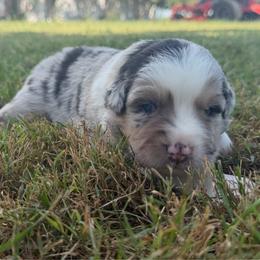 Sweet Girl 2-Blue Merle - Blue merle female Australian Shepherd puppy in Mayfield, Kentucky from Hamilton Farms