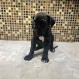 Blue collar - Black male Great Dane puppy in Ider, Alabama from Sand Mountain Danes LLC
