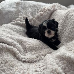 AKC Mr. Bentley Jr - Black and white male Shih Tzu puppy in Kent, Washington from Exclusively Shih Tzu's LLC