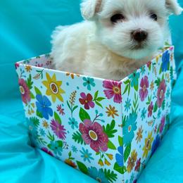 Blossom - White female Maltese puppy in Polo, Missouri from Purely Maltese