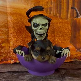 Boy 1 - Blue and gold male Yorkshire Terrier puppy in New Hampton, Iowa from JMAK Dreams