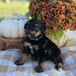 Forrest - Phantom male Bernedoodle puppy in Russell Springs, Kentucky from 270 Doodles