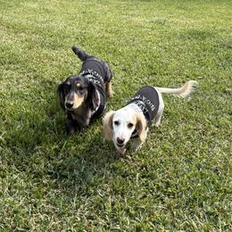 Dachshund All Grown Up from Doxie Bunch