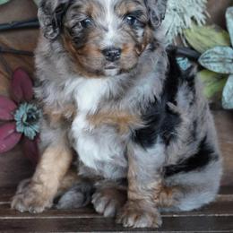 Girl 2 - Blue merle female Aussiedoodle puppy in Lawton, Oklahoma from Lindsey’s Aussies