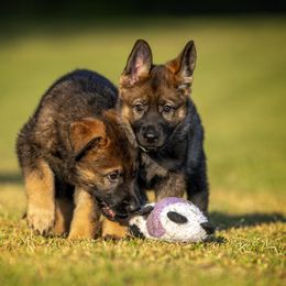 German Shepherd Puppies from Sommerfeld German Shepherds